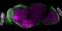 100021MaleDualB-seq