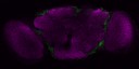 3910MaleDualB-seq