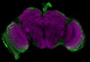 3932MaleDualB-scan2-seq