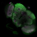 720MaleDualB-seq